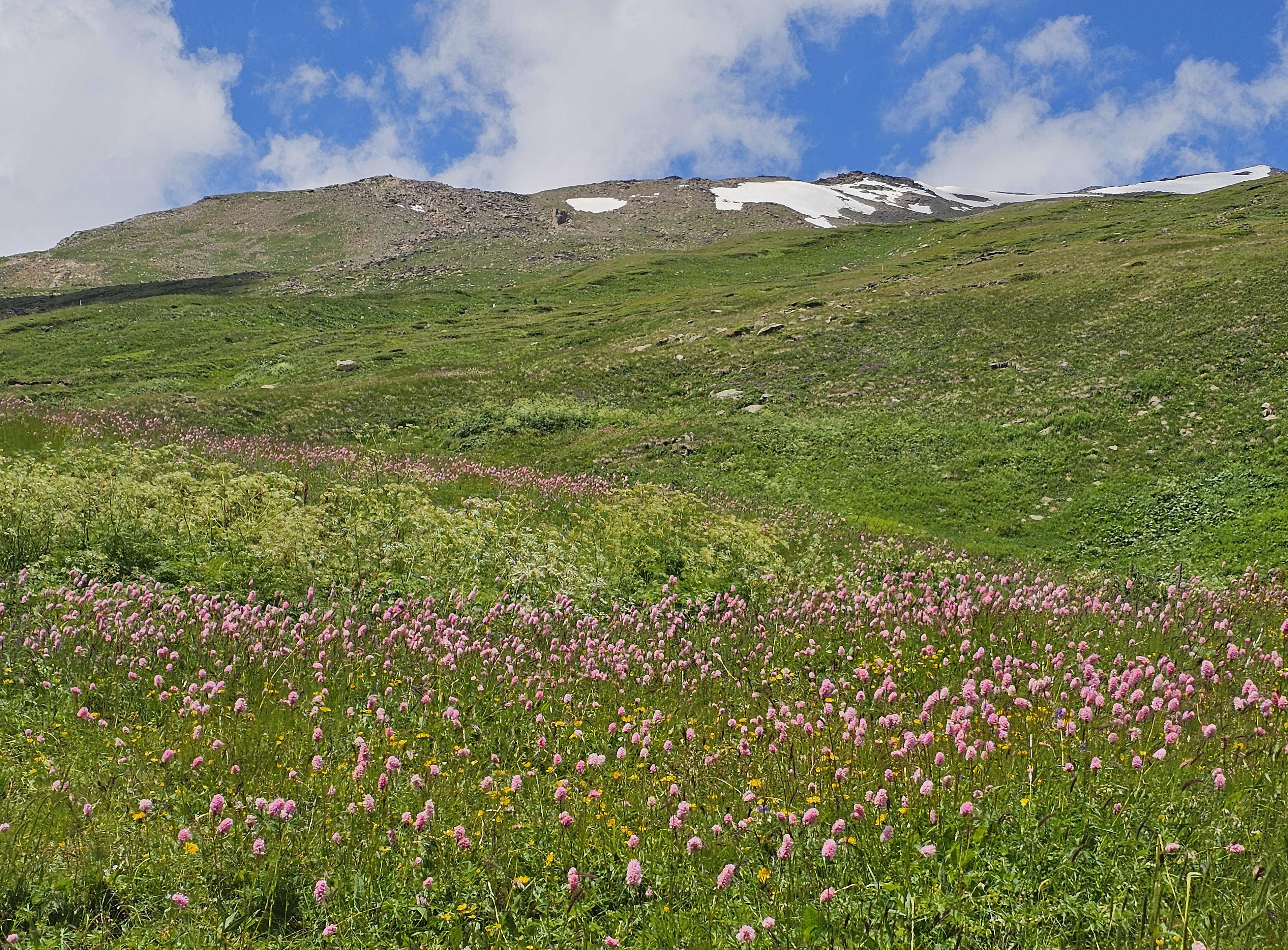 Cheget